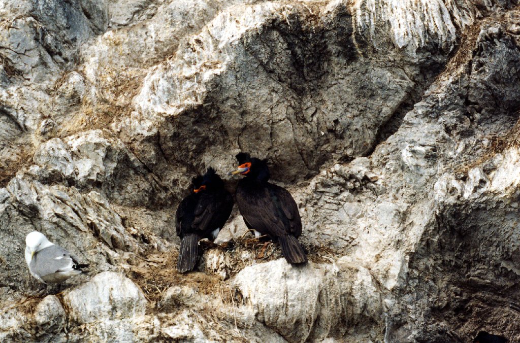 Cormorant, Red-faced, Homer, AK, 1999-06, B07P54I02.jpg - Red-faced Cormorant